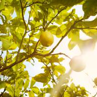 Replica Under the Lemon Trees EdT 100ml